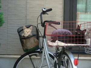 自転車かごにネコ