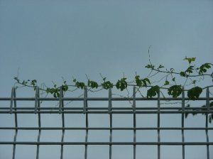 ゴーヤのつぼみ ゴーヤのつぼみ